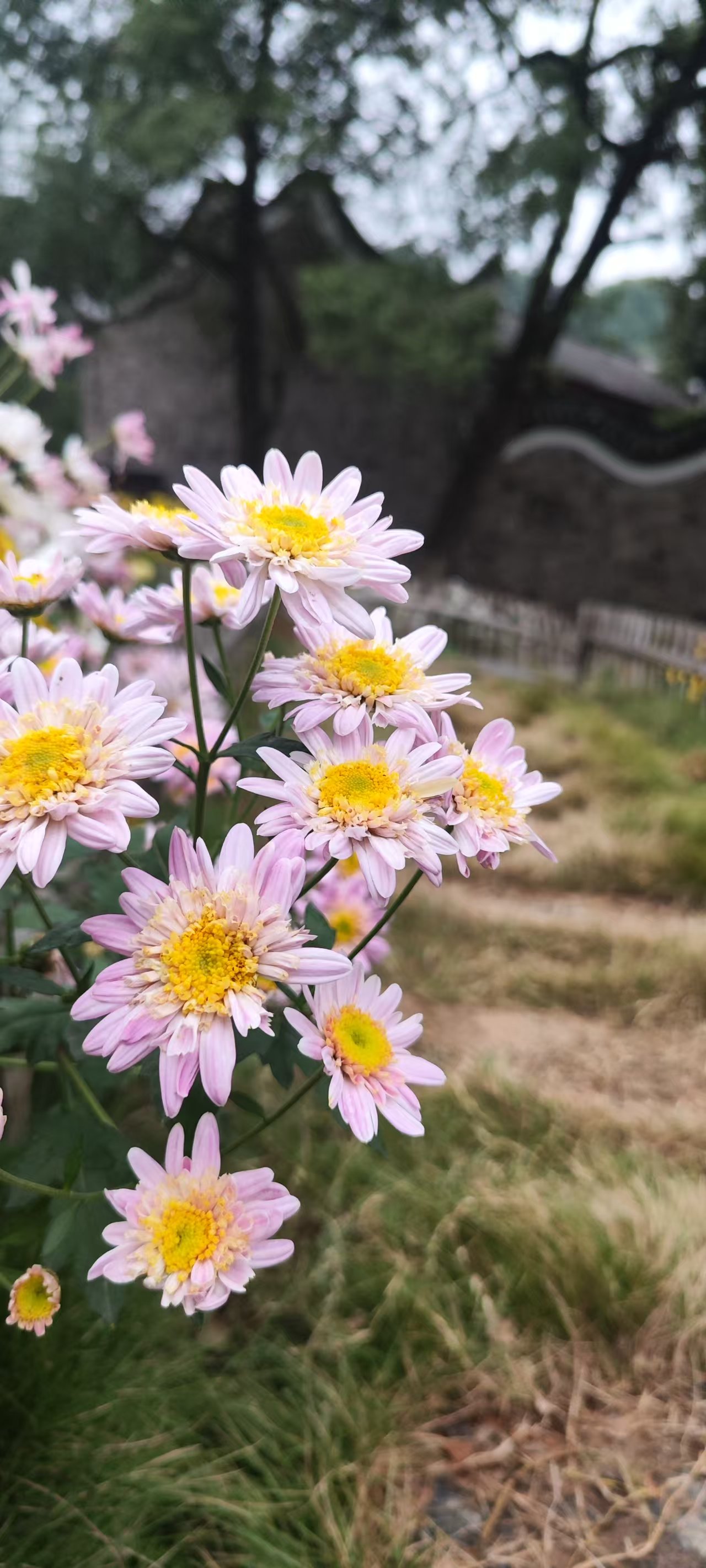 陶渊明纪念馆的菊花开了