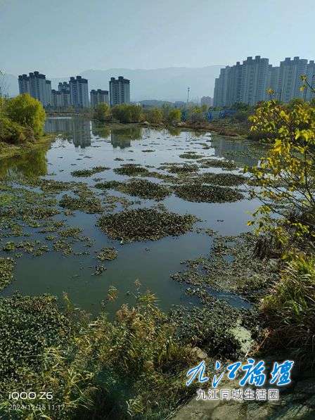 八里湖水系的水葫芦隐患，急待处理